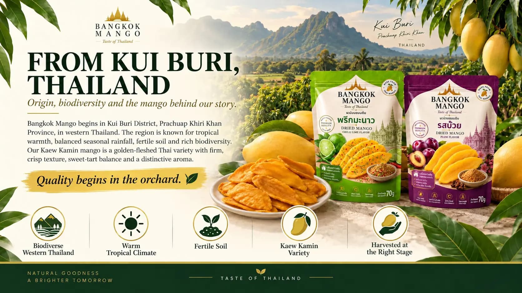 From Kui Buri, Thailand: mango orchards below the mountains of Prachuap Khiri Khan, with biodiverse western Thailand, warm tropical climate, fertile soil, the Kaew Kamin variety and harvest at the right stage.