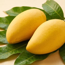 Two ripe Kaew Kamin mangoes with leaves